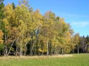 Der herbstliche Waldrand