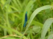 Libelle am Wegesrand