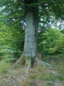 ...hinter dem Baum...