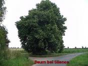 Baum bei Silence