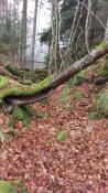 5 Meter hinter diesen Baum bei einen Grenzstein