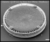 Diatoms jpg