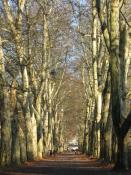 Platanenallee im Herbst