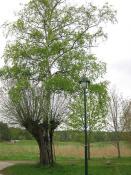 Salix Betula