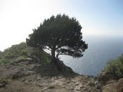 Arbol con vista al mar