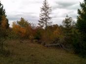 Herbst auf der Waldwiese