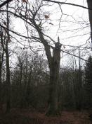 Schooer Wald - Dicke Eiche