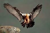 Bartgeier / bearded vulture