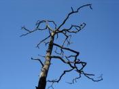 Baum im Himmel / tree in heaven