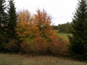 Herbst auf der Waldwiese