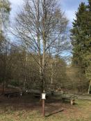 Der Schnullerbaum
