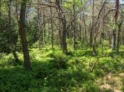 Wald mit Waldbeersträuchern