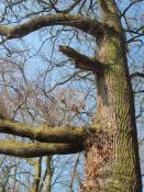 Hinter diesem baum