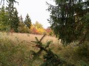 Herbst auf der Waldwiese