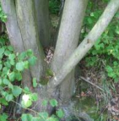 Y3 Hinweis S2 in der Buche
