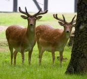 Dam-Wild beim beobachten des Cachers