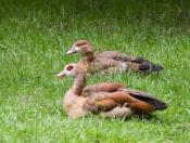 Nilgänse - im Tiergarten oft anzutreffen